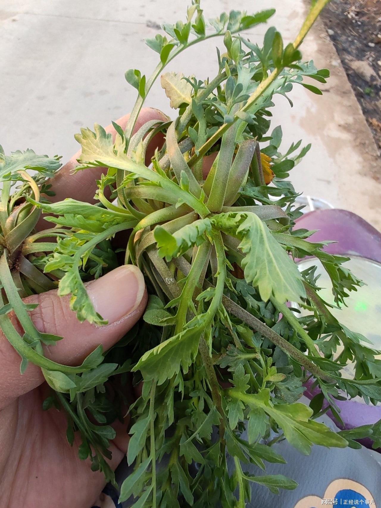 江南体育-黄金价格跌破1000元！看来这茬儿韭菜，是到收割的时候了？